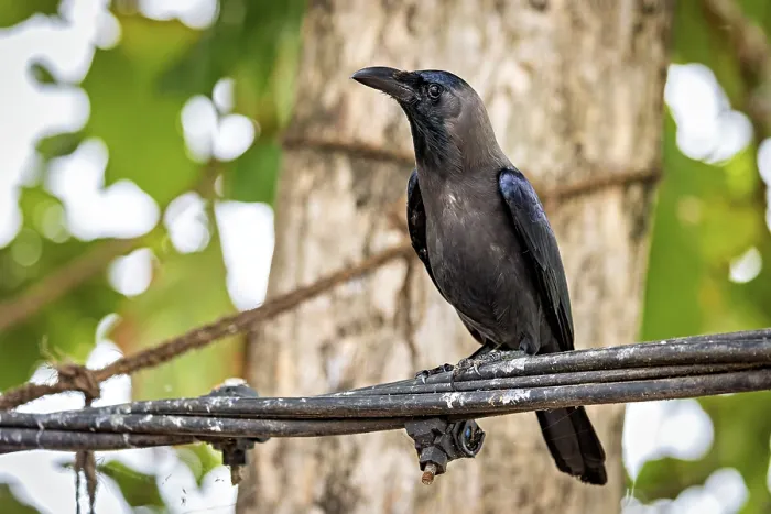 Framed Print : A Single Crow in Colombo, Sri Lanka Print