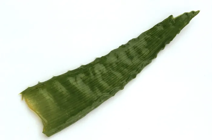 Framed Print : Aloe Vera Leaf Print Framed Print : Aloe Vera Leaf Print