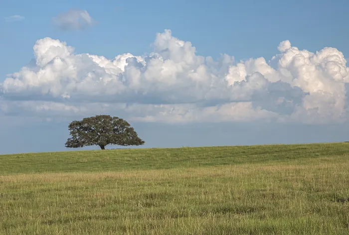 Framed Print : Single Oak Tree Print in Open Field