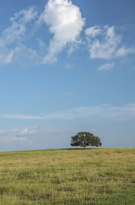 Framed Print : Single Oak Tree Print in Open Field Framed Print : Single Oak Tree Print in Open Field