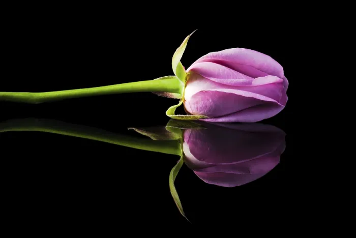 Framed Print : Single Pink Rose Print on Black Surface Framed Print : Single Pink Rose Print on Black Surface