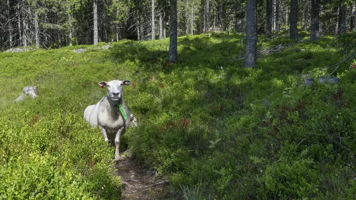 Framed Print : A Single Sheep on Olavsweg, Norway Print Framed Print : A Single Sheep on Olavsweg, Norway Print