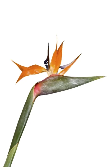 Framed Print : Single Strelitzia Print Framed Print : Single Strelitzia Print