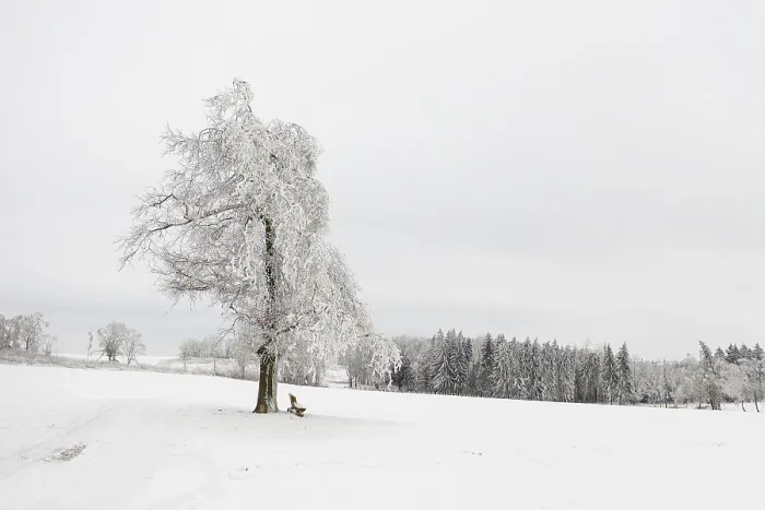 Framed Print : Single Tree and Bench in the Snow Print, Saxony Germany Framed Print : Single Tree and Bench in the Snow Print, Saxony Germany