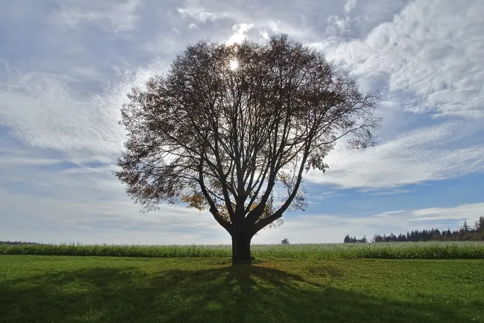 Framed Print : Single Tree Against the Light Print
