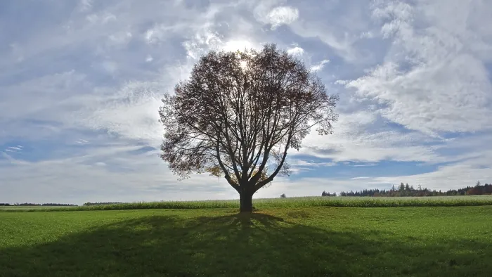 Framed Print : Single Tree Against the Light Print Framed Print : Single Tree Against the Light Print
