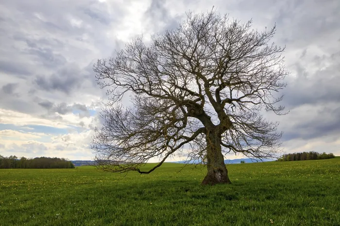 Framed Print : Single Tree in a Meadow with Clouds Print Framed Print : Single Tree in a Meadow with Clouds Print