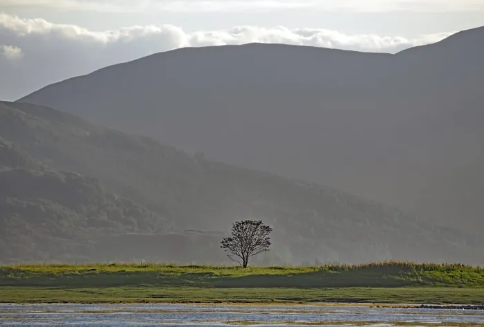 Framed Print : Single Tree in Scottish Meadow Print, Dornie, Scotland Framed Print : Single Tree in Scottish Meadow Print, Dornie, Scotland