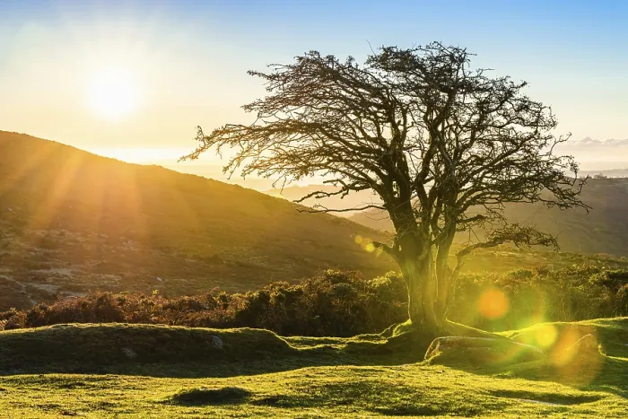 Framed Print : Rising Sun on a Single Tree Print, Dartmoor Park, Devon Framed Print : Rising Sun on a Single Tree Print, Dartmoor Park, Devon