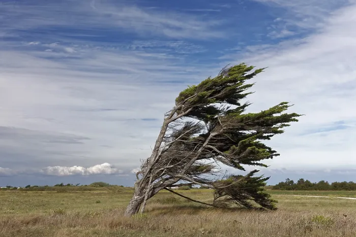 Framed Print : Single Windbroken Tree Print, Ile d'Oleron, France Framed Print : Single Windbroken Tree Print, Ile d'Oleron, France