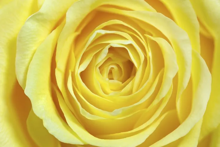 Framed Print : Single Yellow Rose Full Size Print Framed Print : Single Yellow Rose Full Size Print