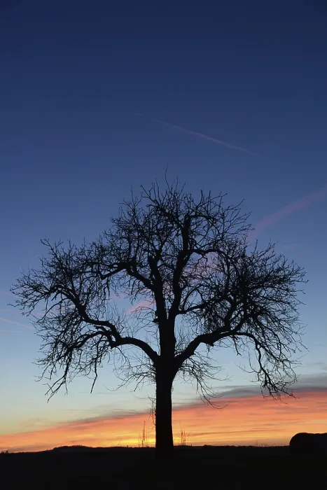 Framed Print : Evening Landscape Print with Clouds and Tree Framed Print : Evening Landscape Print with Clouds and Tree