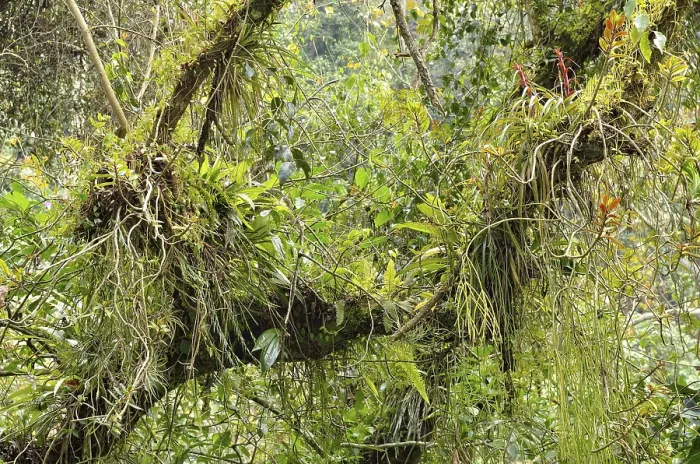 Framed Print : Small Biotope Print: Rainforest Flora in Mexico Framed Print : Small Biotope Print: Rainforest Flora in Mexico