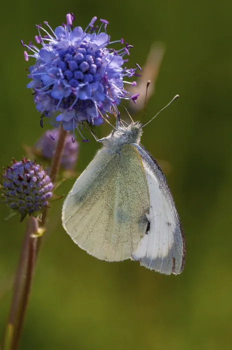 Framed Print : Small Cabbage White Butterfly Print, Pieris Rapae Framed Print : Small Cabbage White Butterfly Print, Pieris Rapae