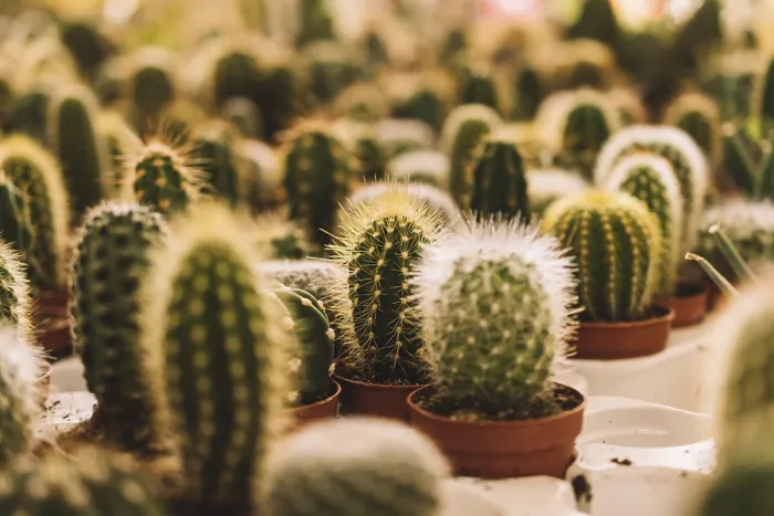 Framed Print : Many Small Cacti Print Framed Print : Many Small Cacti Print