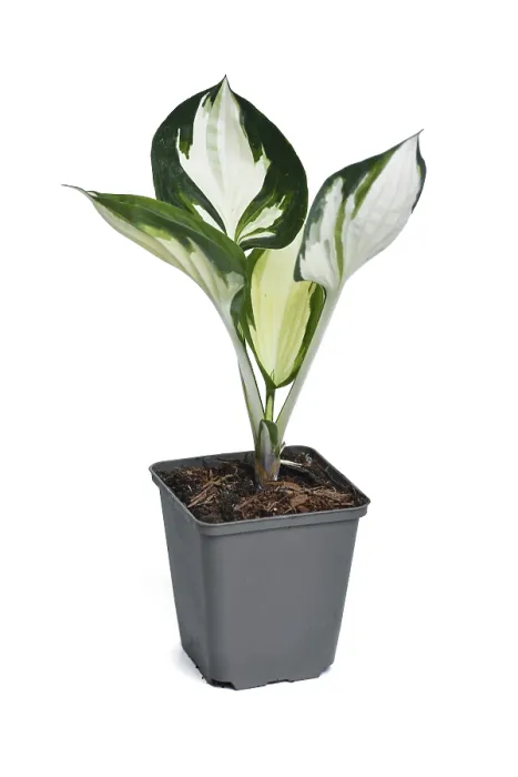 Framed Print : Small 'Hosta x Fortunei Fire and Ice' Print Framed Print : Small 'Hosta x Fortunei Fire and Ice' Print