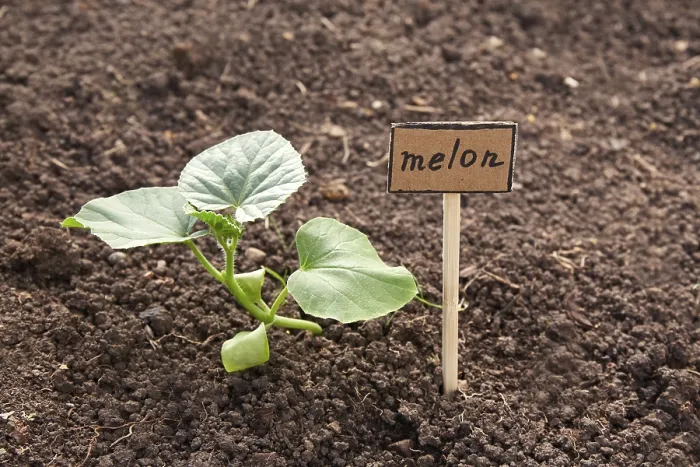 Framed Print : Melon Sapling in Garden Print Framed Print : Melon Sapling in Garden Print