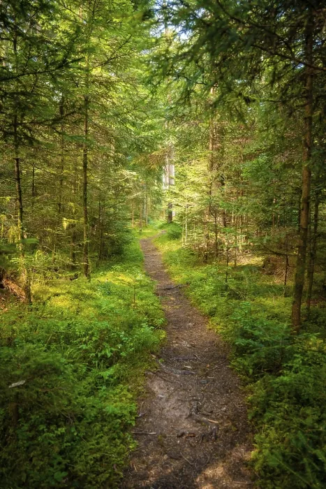 Framed Print : Black Forest Path Print, Unterhaugstett, Germany Framed Print : Black Forest Path Print, Unterhaugstett, Germany