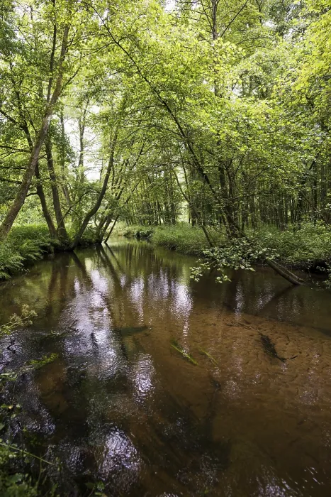 Framed Print : Small River in the Forest Print, Lower Saxony, Germany Framed Print : Small River in the Forest Print, Lower Saxony, Germany