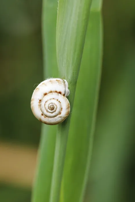 Framed Print : Small Snail on Reed Leaf Print at Close Range Framed Print : Small Snail on Reed Leaf Print at Close Range
