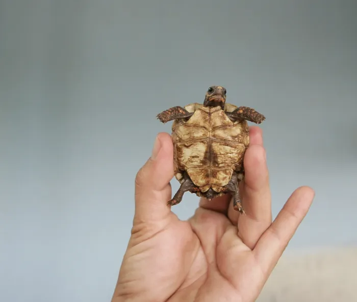 Framed Print : Small, Tiny, Helpless: Trapped Print Framed Print : Small, Tiny, Helpless: Trapped Print