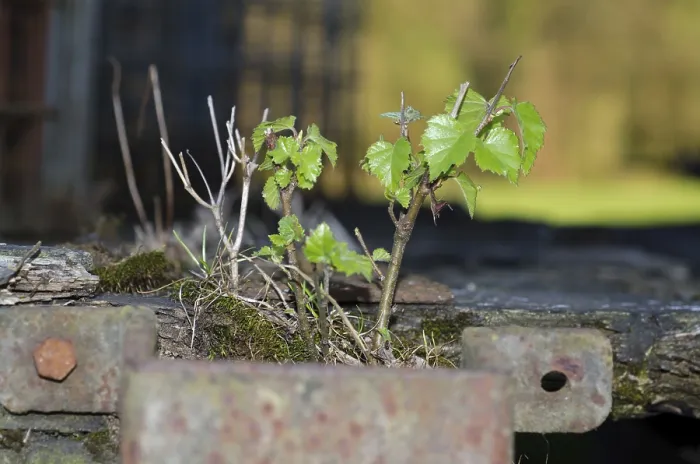 Framed Print : Small Tree Growing on a Rusty Metal Structure Print