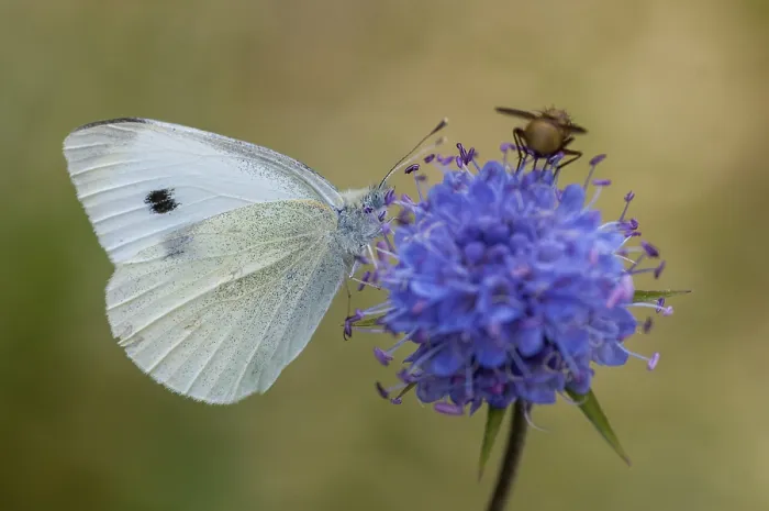 Framed Print : Small White Butterfly on White Cabbage Print Framed Print : Small White Butterfly on White Cabbage Print