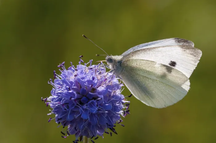 Framed Print : Small White Butterfly on White Cabbage Print