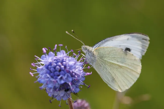 Framed Print : Small White Butterfly on White Cabbage Print Framed Print : Small White Butterfly on White Cabbage Print