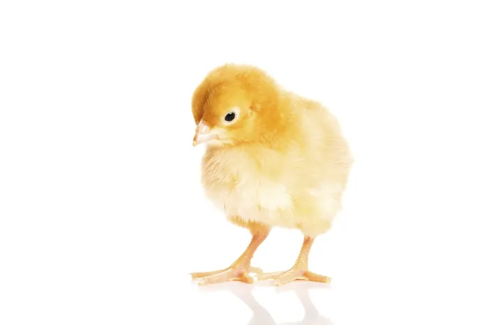 Framed Print : Small Yellow Easter Chick Print Isolated on White Framed Print : Small Yellow Easter Chick Print Isolated on White