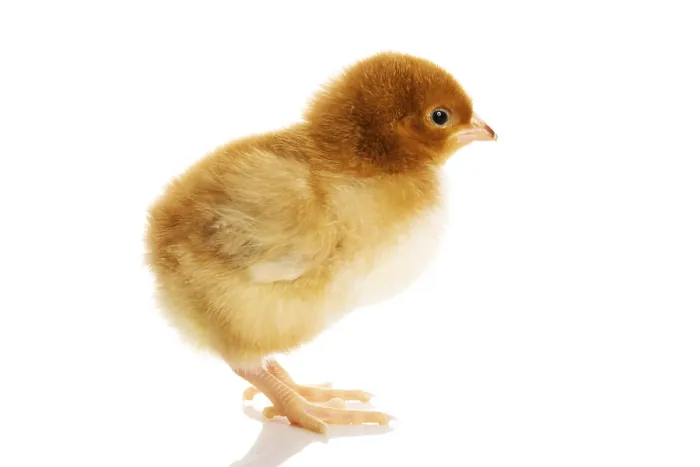 Framed Print : Small Yellow Easter Chick Print Isolated on White Framed Print : Small Yellow Easter Chick Print Isolated on White