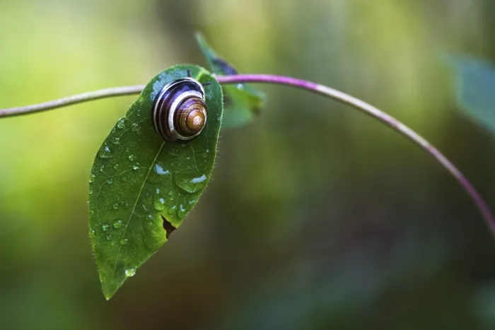 Framed Print : Snail on Leaf Print Framed Print : Snail on Leaf Print