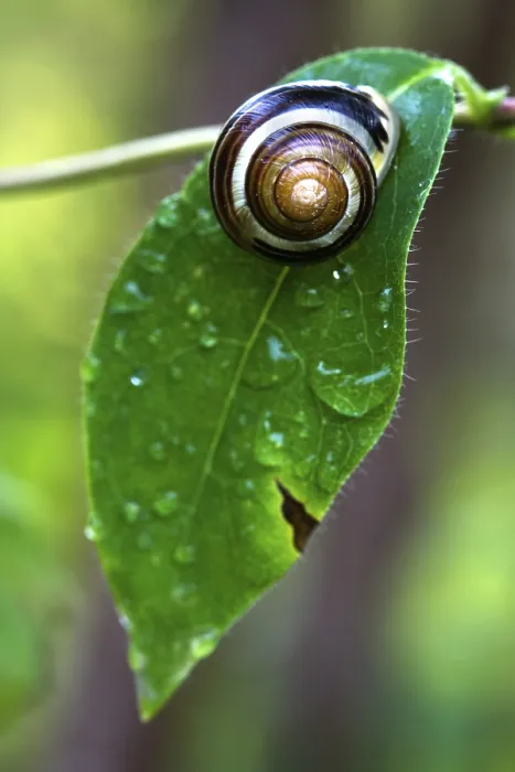 Framed Print : Snail on Leaf Print Framed Print : Snail on Leaf Print