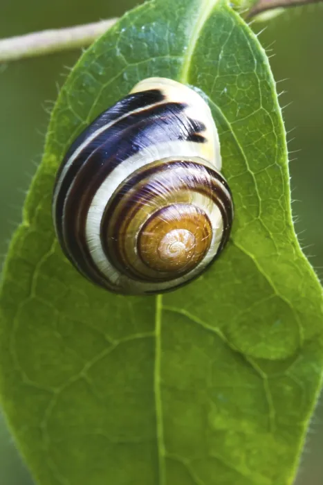 Framed Print : Snail on Leaf Print Framed Print : Snail on Leaf Print