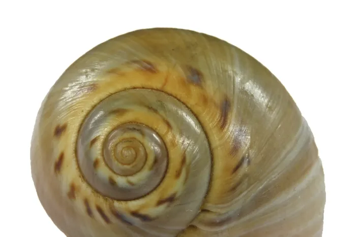 Framed Print : Snail Shell Print Framed Print : Snail Shell Print