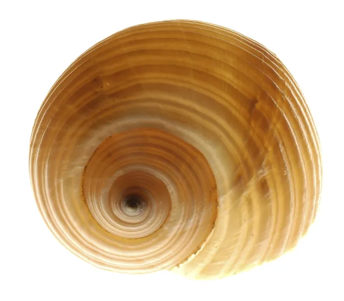 Framed Print : Snail-shell Print from imageBROKER Framed Print : Snail-shell Print from imageBROKER