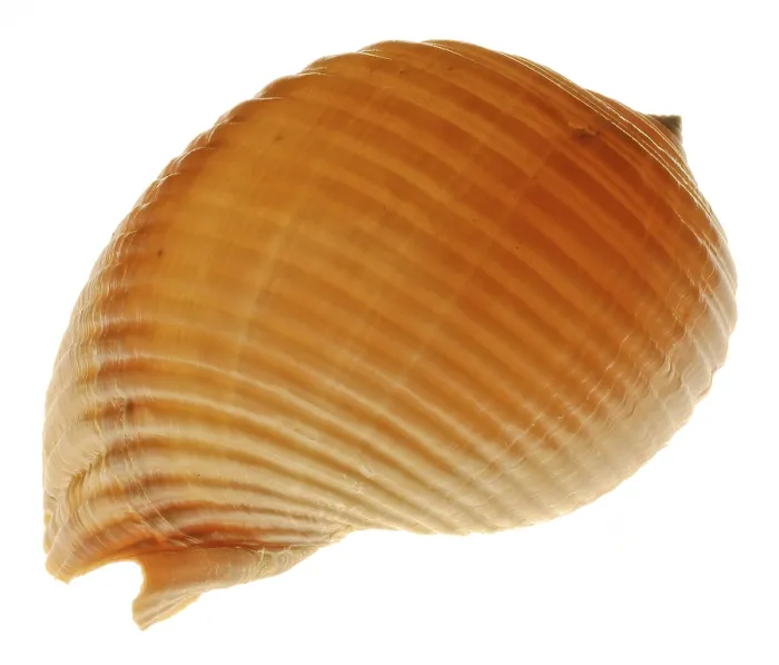 Framed Print : Snail-shell Print with Intricate Patterns Framed Print : Snail-shell Print with Intricate Patterns