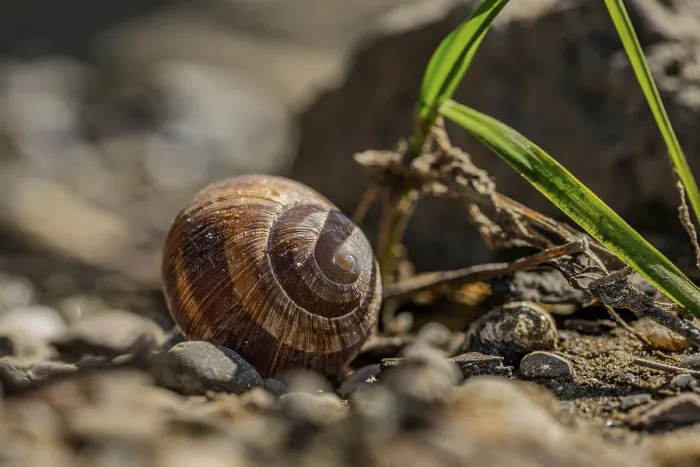 Framed Print : A Snail Shell on a Sunny Afternoon Print