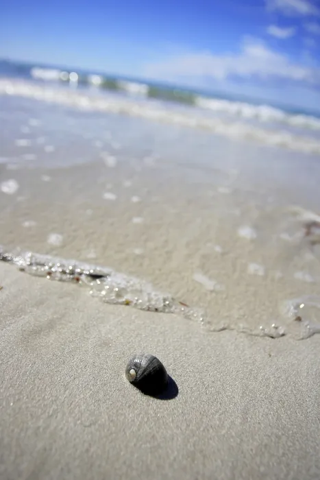 Framed Print : Snailshell on the Beach Print Framed Print : Snailshell on the Beach Print