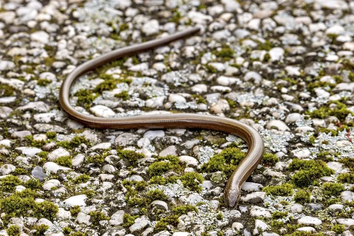 Framed Print : Western Slow Worm Print - Anguis fragilis, Germany Framed Print : Western Slow Worm Print - Anguis fragilis, Germany