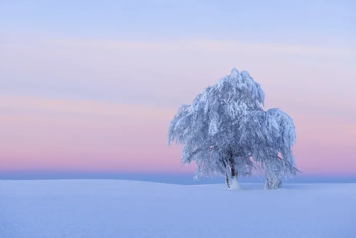 Framed Print : Snow Covered Beech Tree Print, Schauinsland Germany