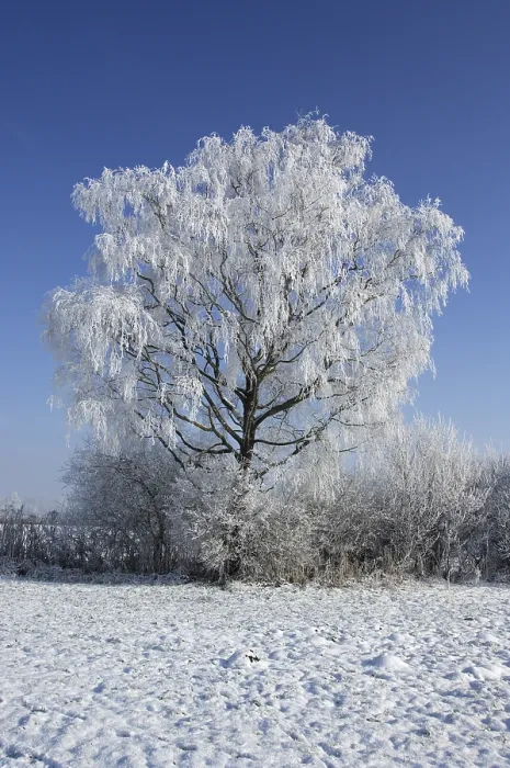 Framed Print : Snow Covered Tree Print Framed Print : Snow Covered Tree Print