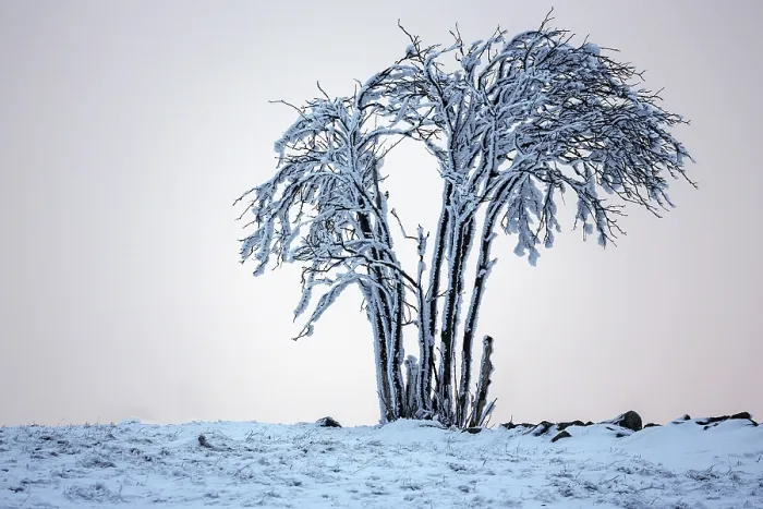 Framed Print : Snow-covered Tree Print, Schauinsland, Black Forest