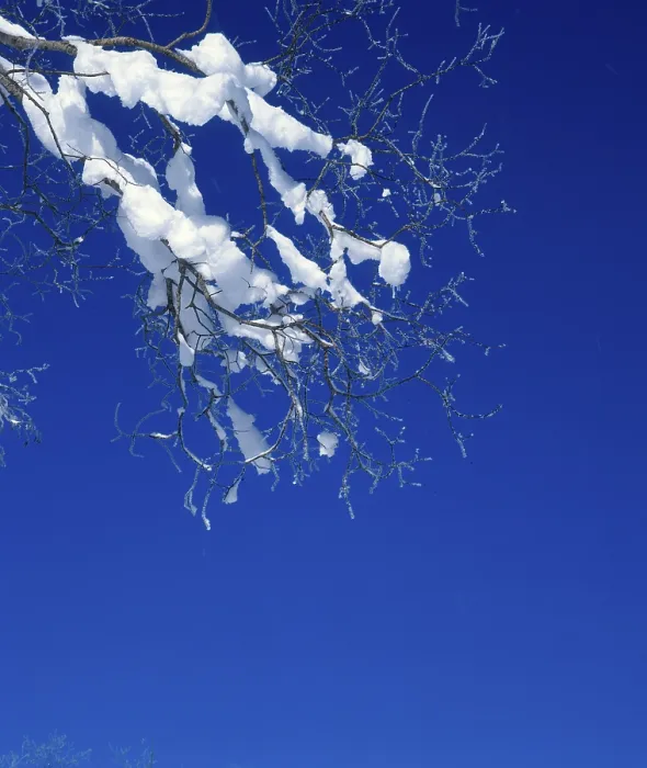 Framed Print : Snow on Twig Print