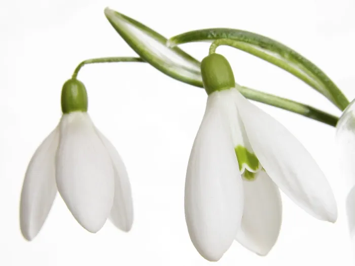 Framed Print : Snowdrops Print by ImageBROKER Framed Print : Snowdrops Print by ImageBROKER