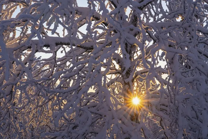 Framed Print : Snowy Birch Tree Print, Norrbotten, Lapland, Sweden