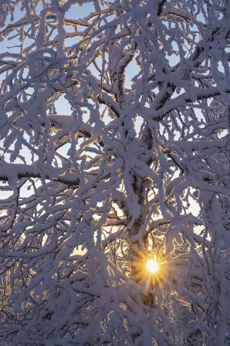 Framed Print : Snowy Birch Tree Print, Norrbotten, Lapland, Sweden