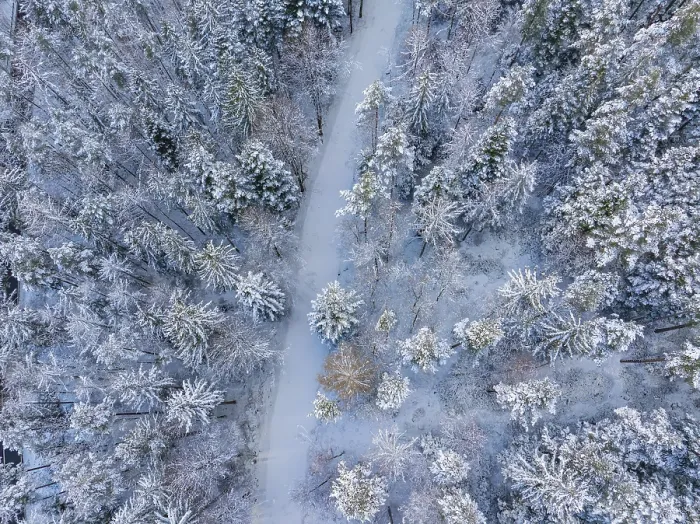 Framed Print : Snowy path through the Black Forest, Germany Print Framed Print : Snowy path through the Black Forest, Germany Print