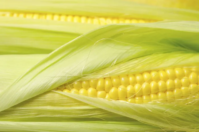 Framed Print : Fresh Corn Print - Yellow Kernel Focus