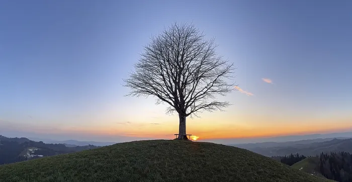Framed Print : Drumlin Solitaire Lime Tree Print, Sunset, Switzerland Framed Print : Drumlin Solitaire Lime Tree Print, Sunset, Switzerland